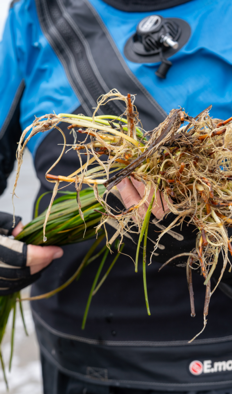 Eine Person hält einen Bund Seegras