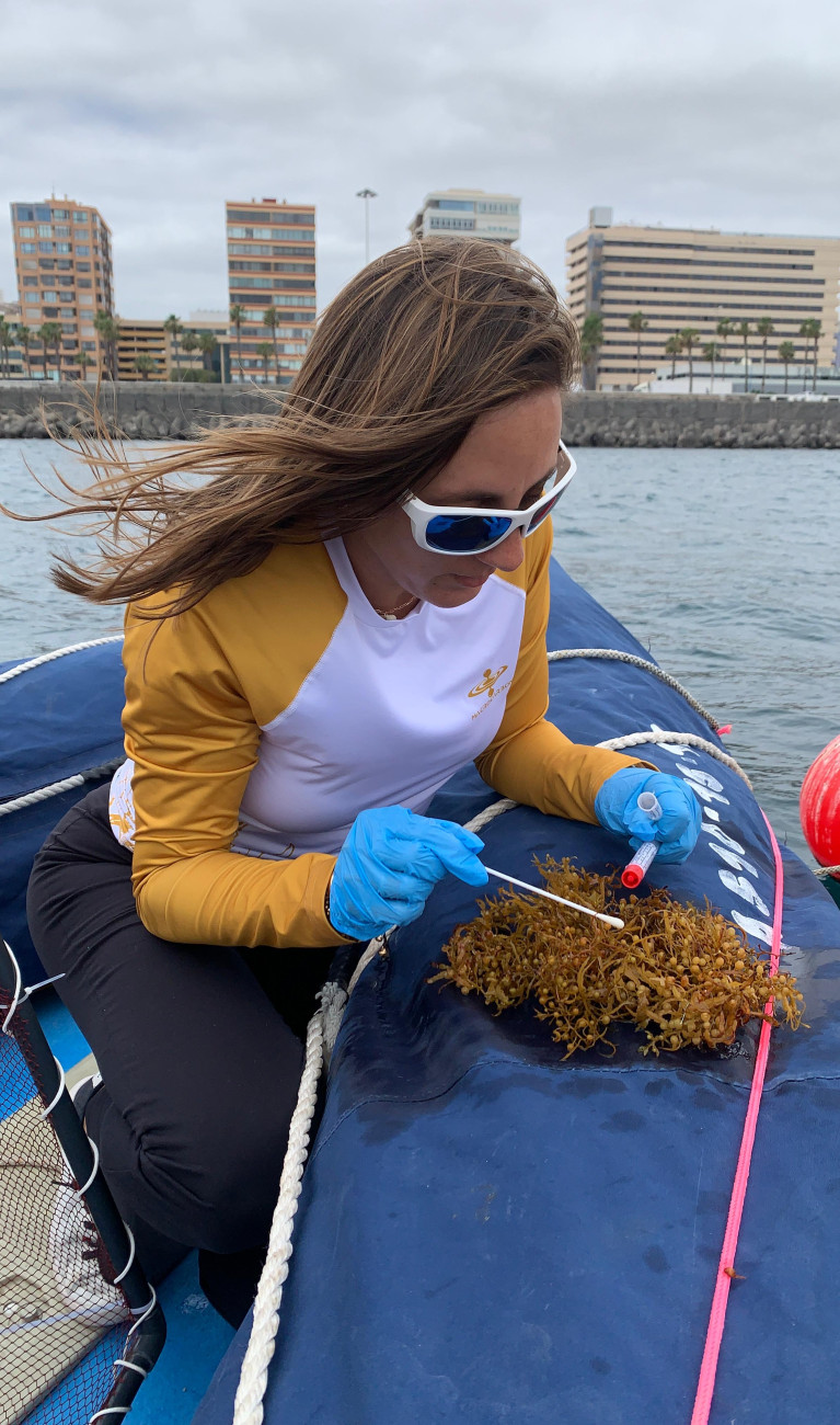 Untersuchungen an einer Makroalge