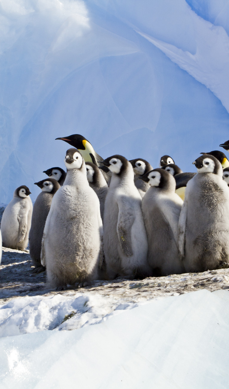 Young and adult emperor penguins in an icy landscape.