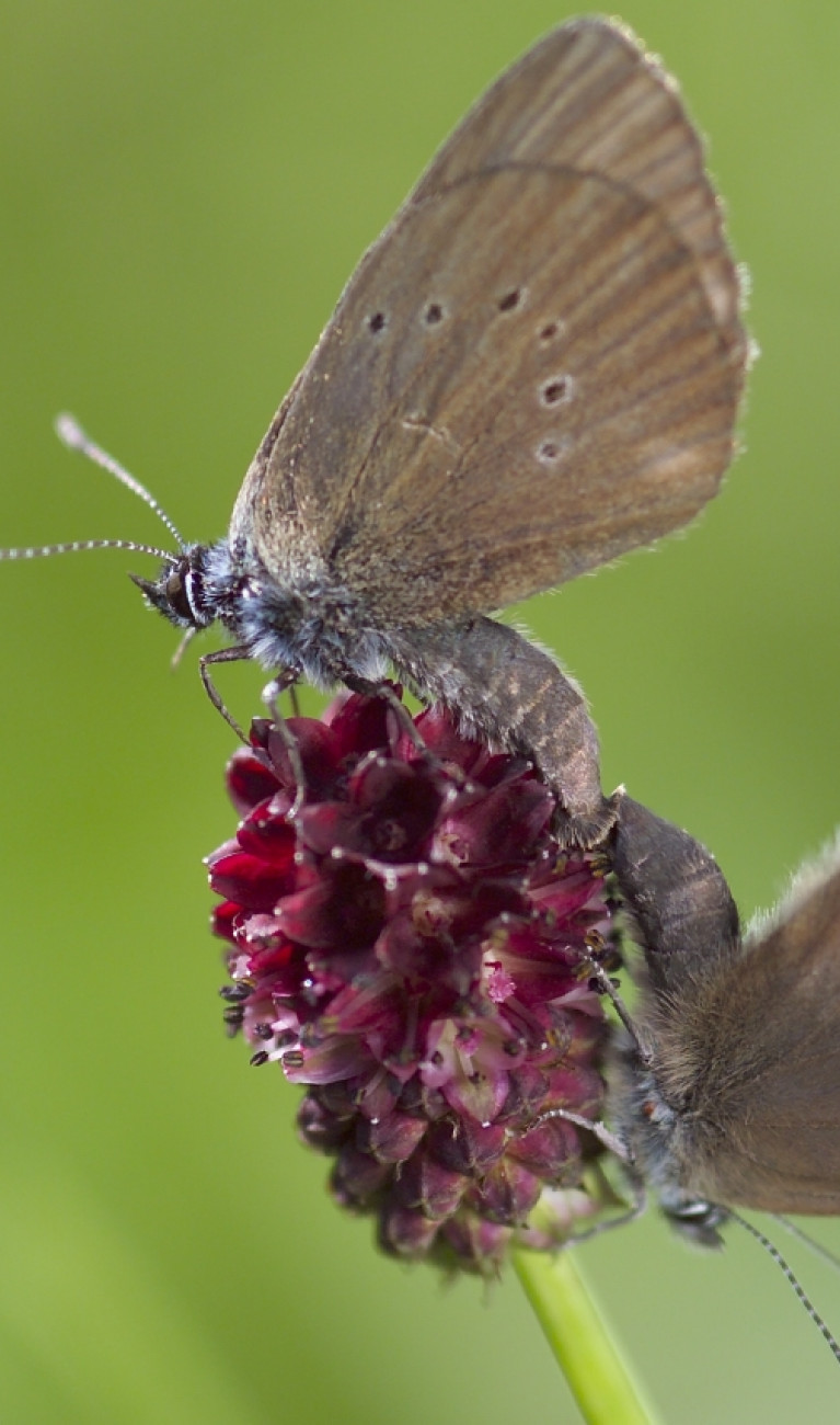 Zwei Schmetterlinge auf der Blüte einer Wiesenblume