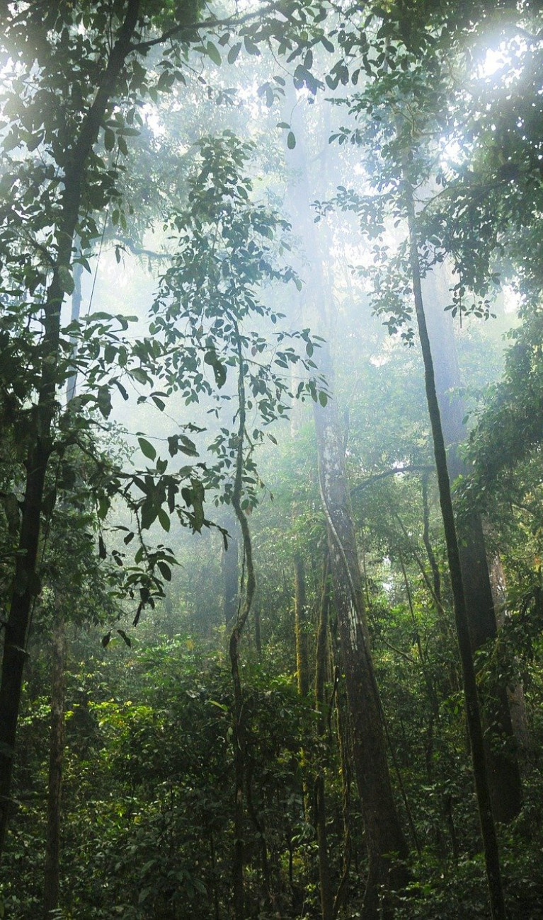 Bäume in einem Regenwald