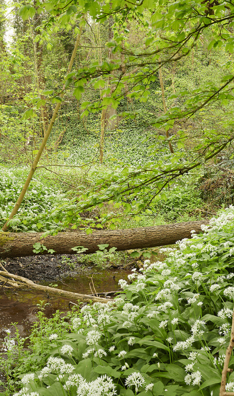 Bärlauchwald an der Rur