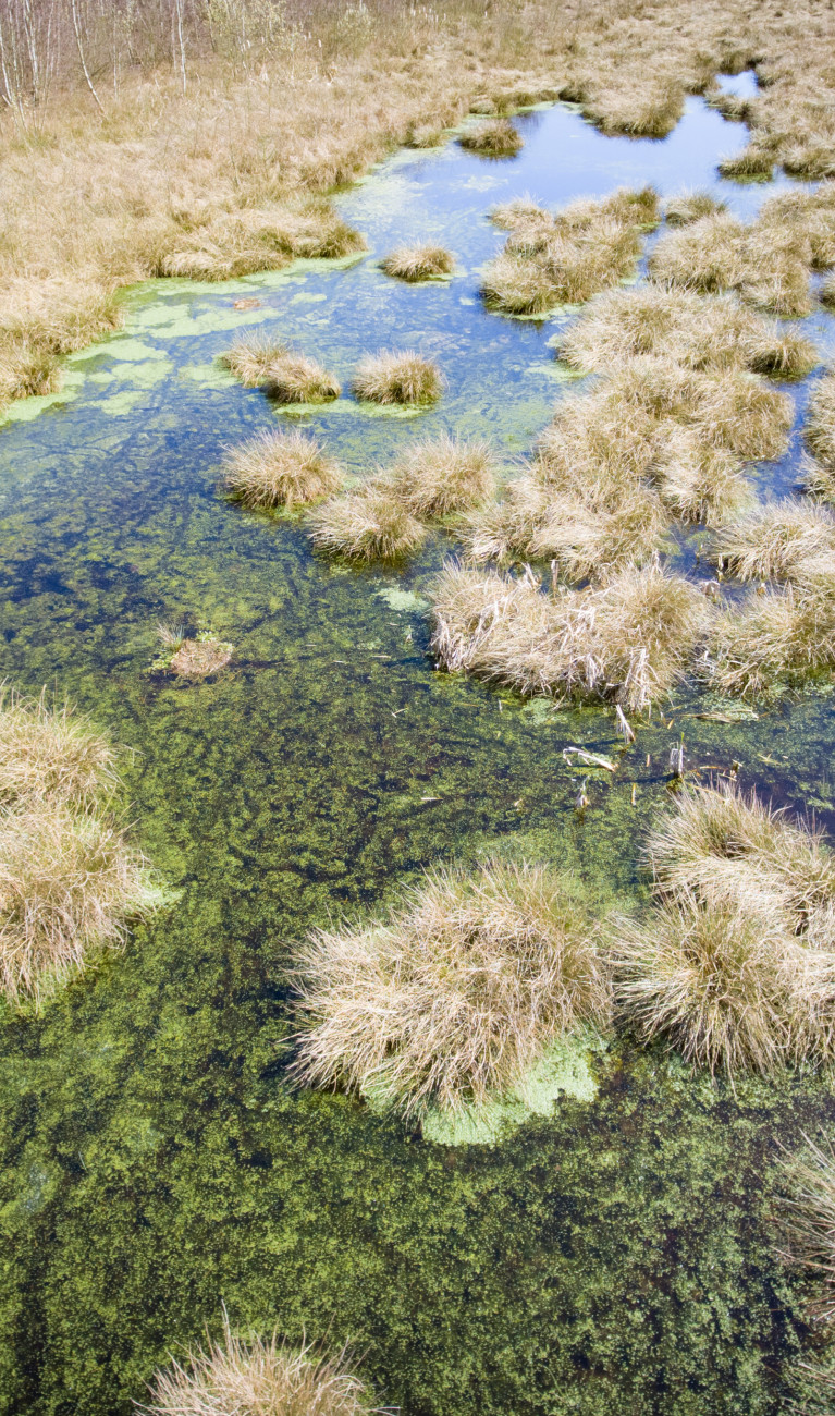 Gräser wachsen im Wasser in einem wiedervenässten Moor.