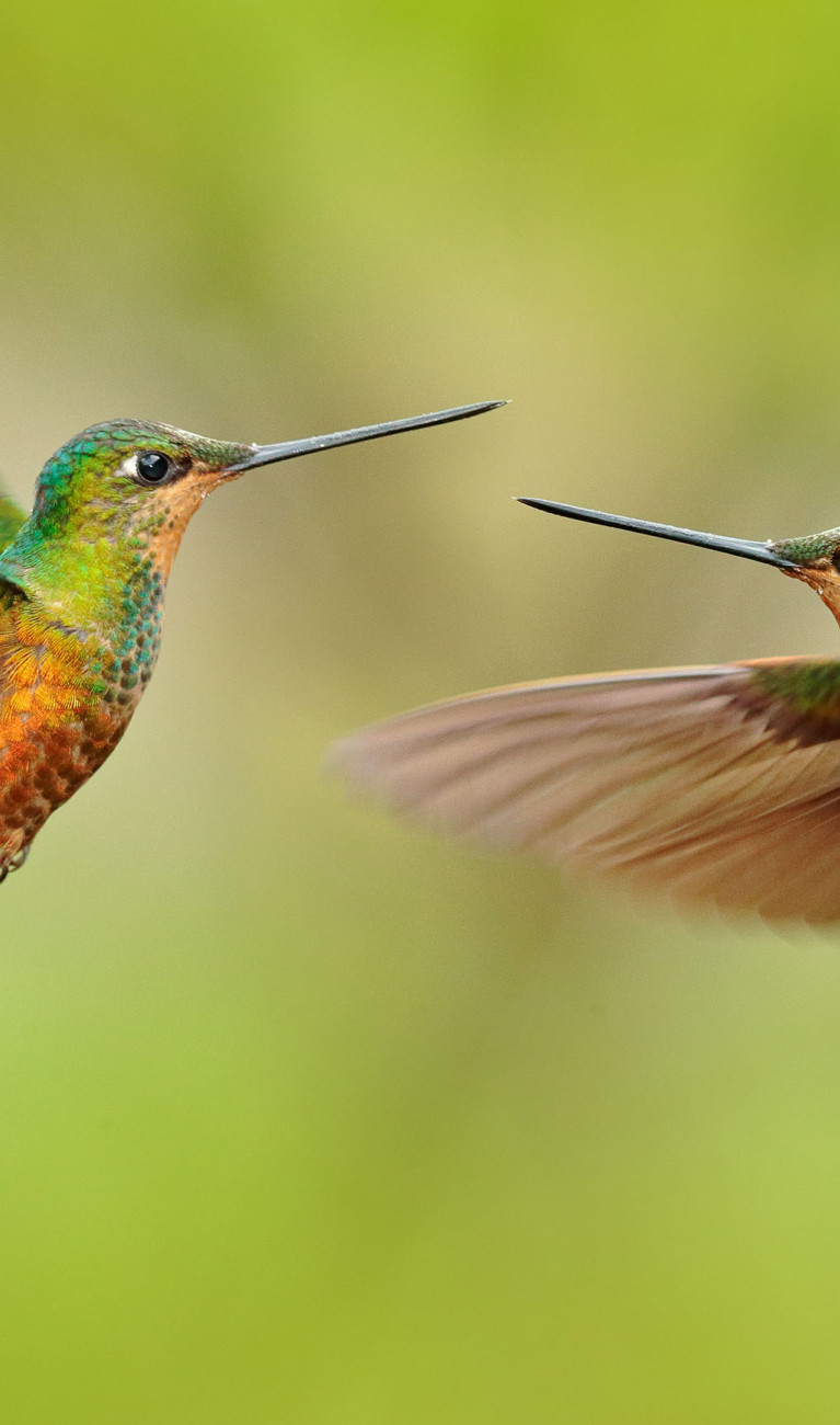 Zwei grün-gelbe Kolibris fliegen in der Luft vor grünem Hintergrund