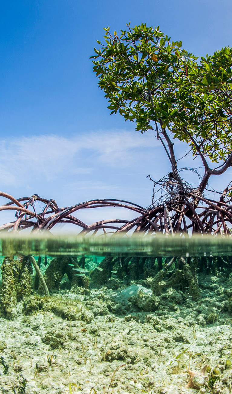 Ein Mangrovenbaum über und unter Wasser