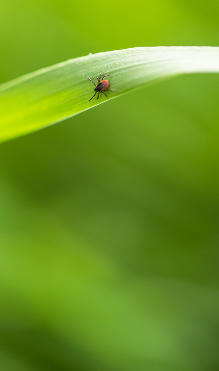 A tick on a leaf