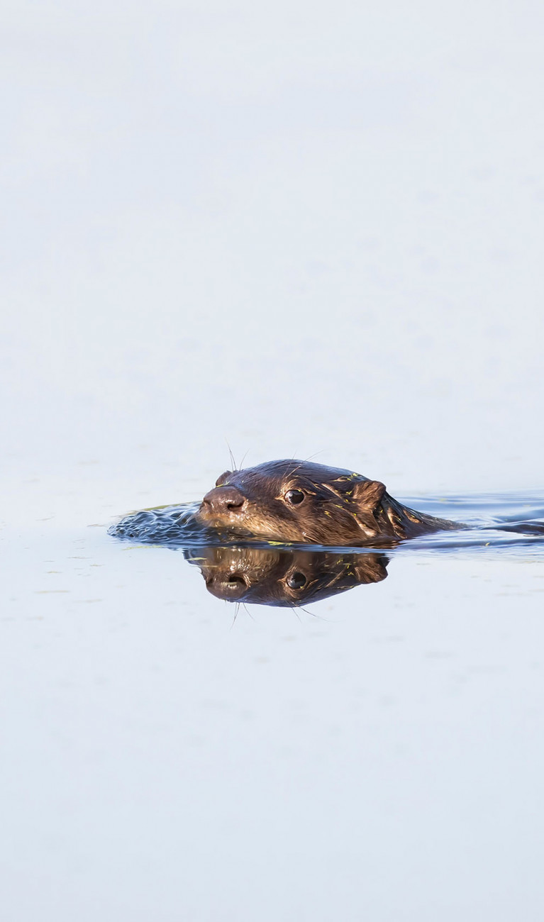 Ein junger Flussotter schwimmt durch einen See in Ottawa, Kanada.