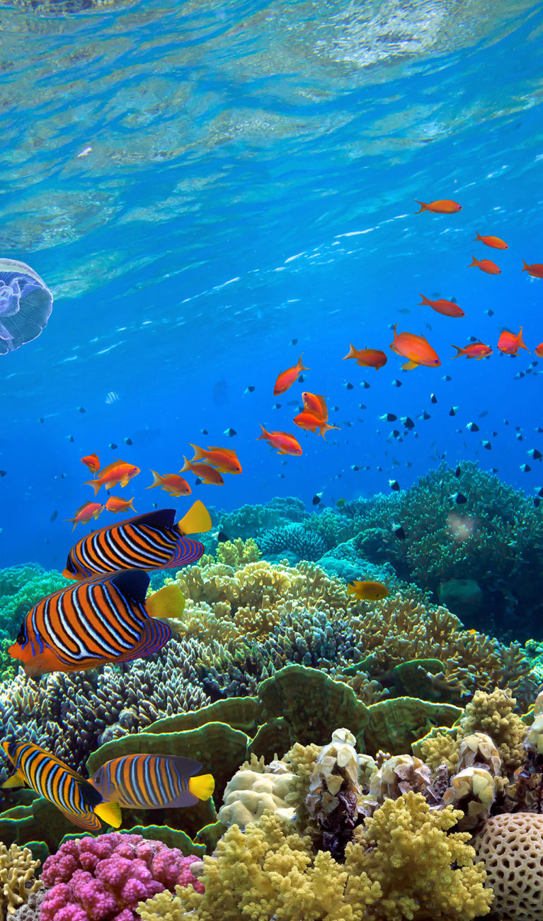 Korallen und Fische in blauem Wasser