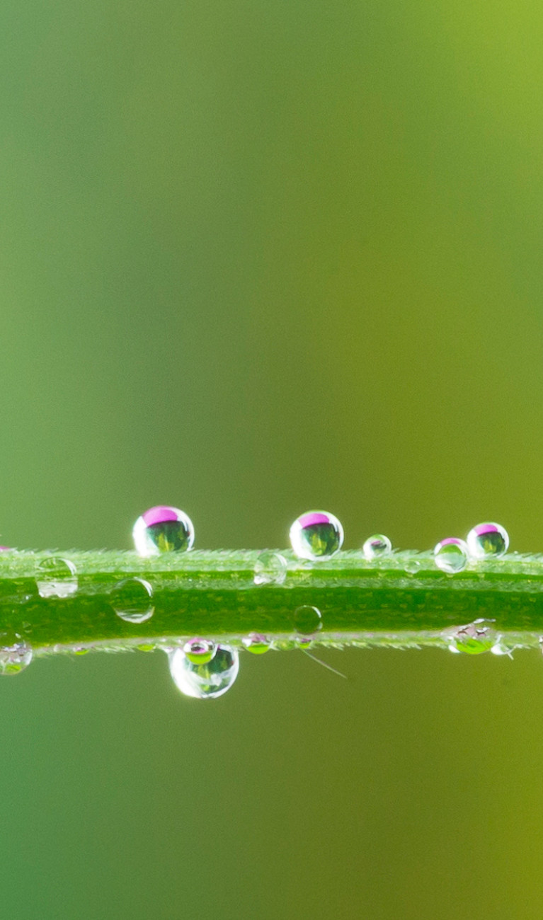 Drops of water on a leaf of gras