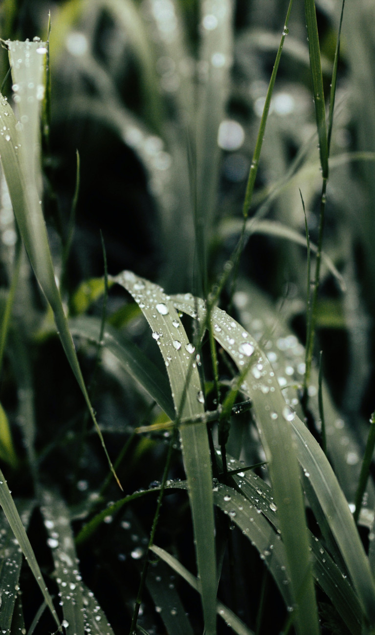 Nahaufnahme: Tau auf Gras