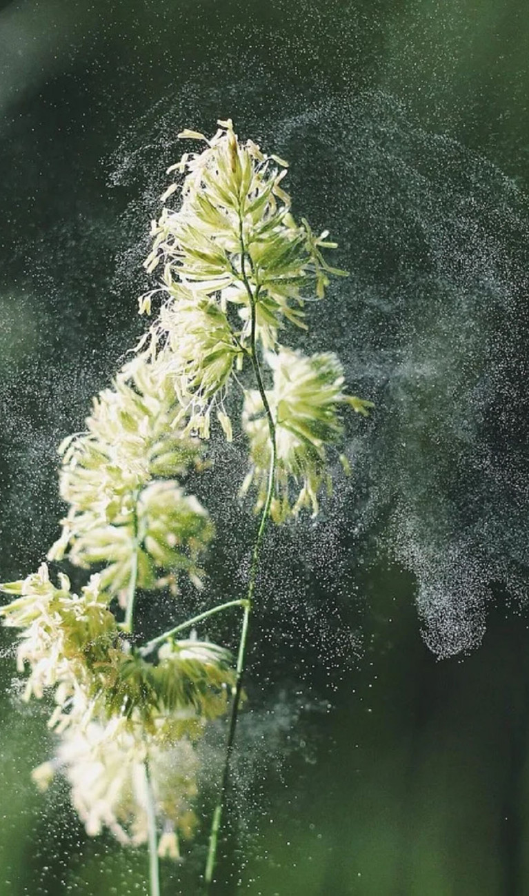 Nahaufnahme: Pollen fliegen von einer Blüte