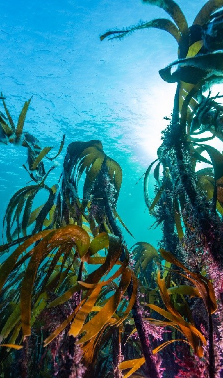 Kelpwald im Namsfjord