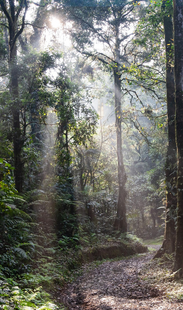 Licht fällt in Wald