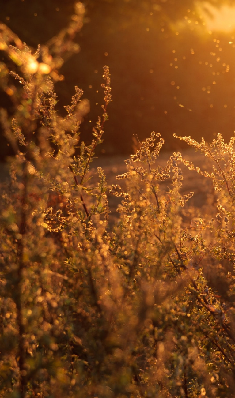 Feld auf dem Pollen durch die Luft fliegen