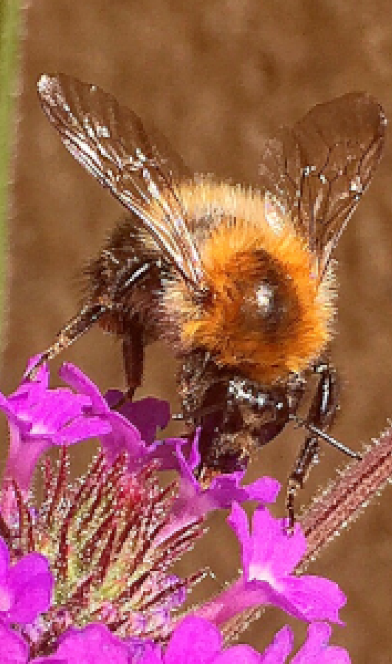 Eine Biene in einer Blüte. 