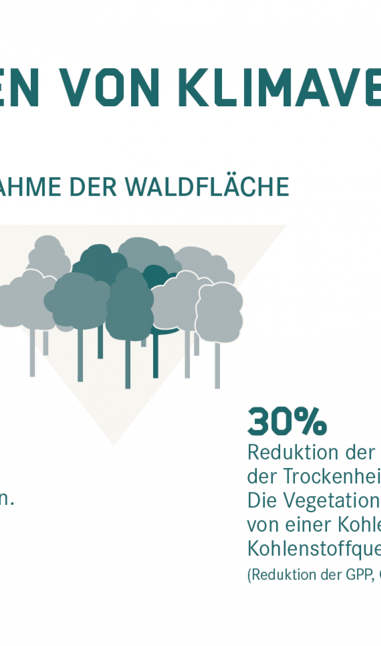 Wälder Im Klimawandel | Helmholtz-Klima-Initiative