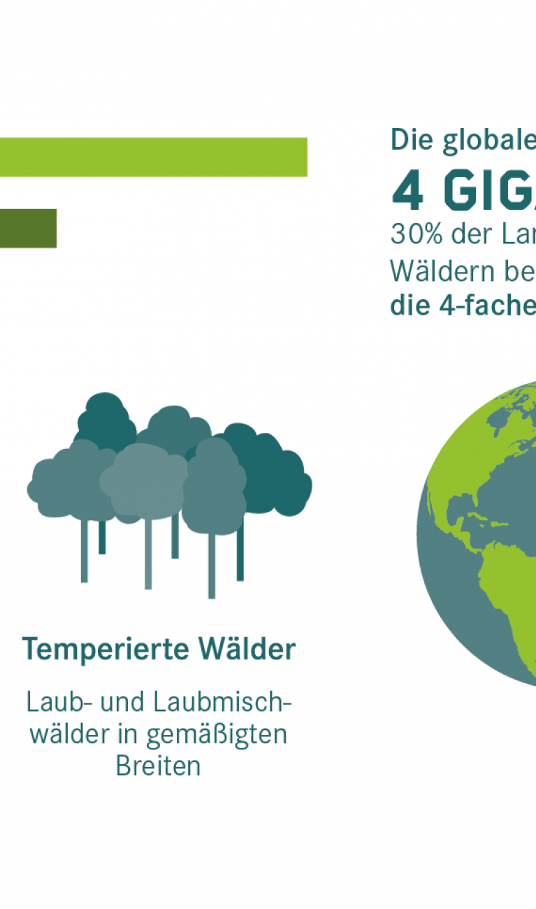 Es gibt 50 000 Baumarten. Ein Drittel der Landfläche Deutschlands und der Welt sind mit Wald bedeckt.