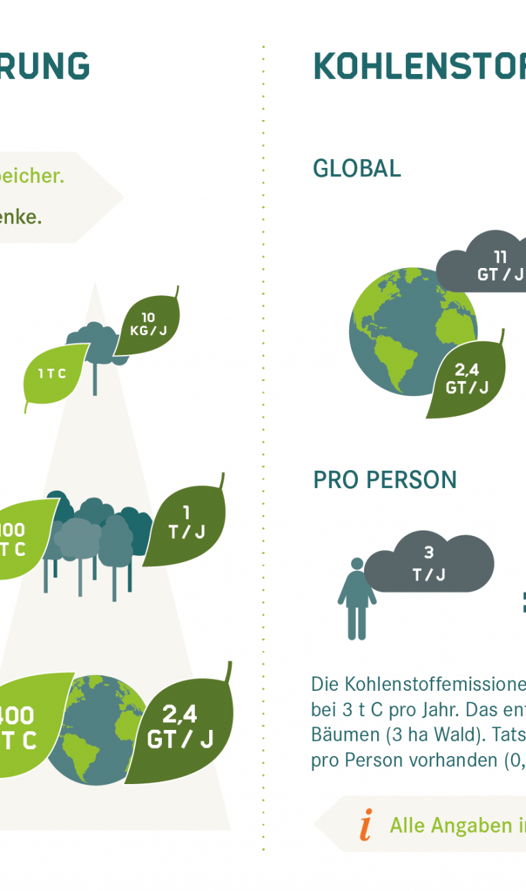 Kohlenstoffspeicherung und -emissionen von Wäldern im Vergleich