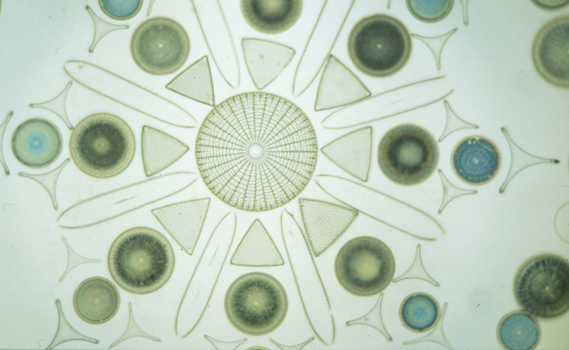 Aufbau einer Diatomeen-Kieselalge