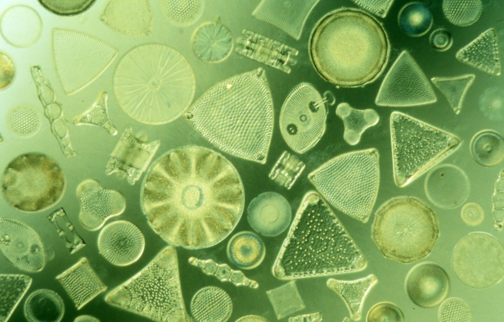 Antarktische Kieselalge Diatomeen