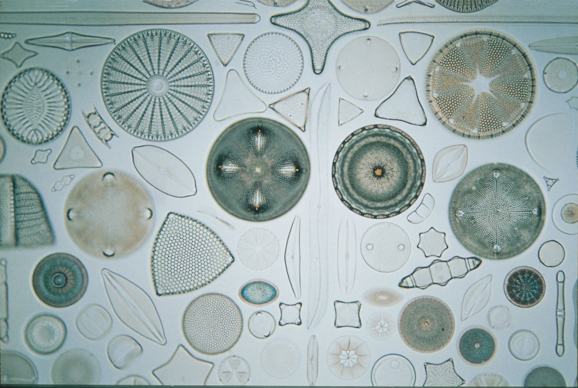 Formenvielfalt der Antarktischen Kieselalge Diatomeen