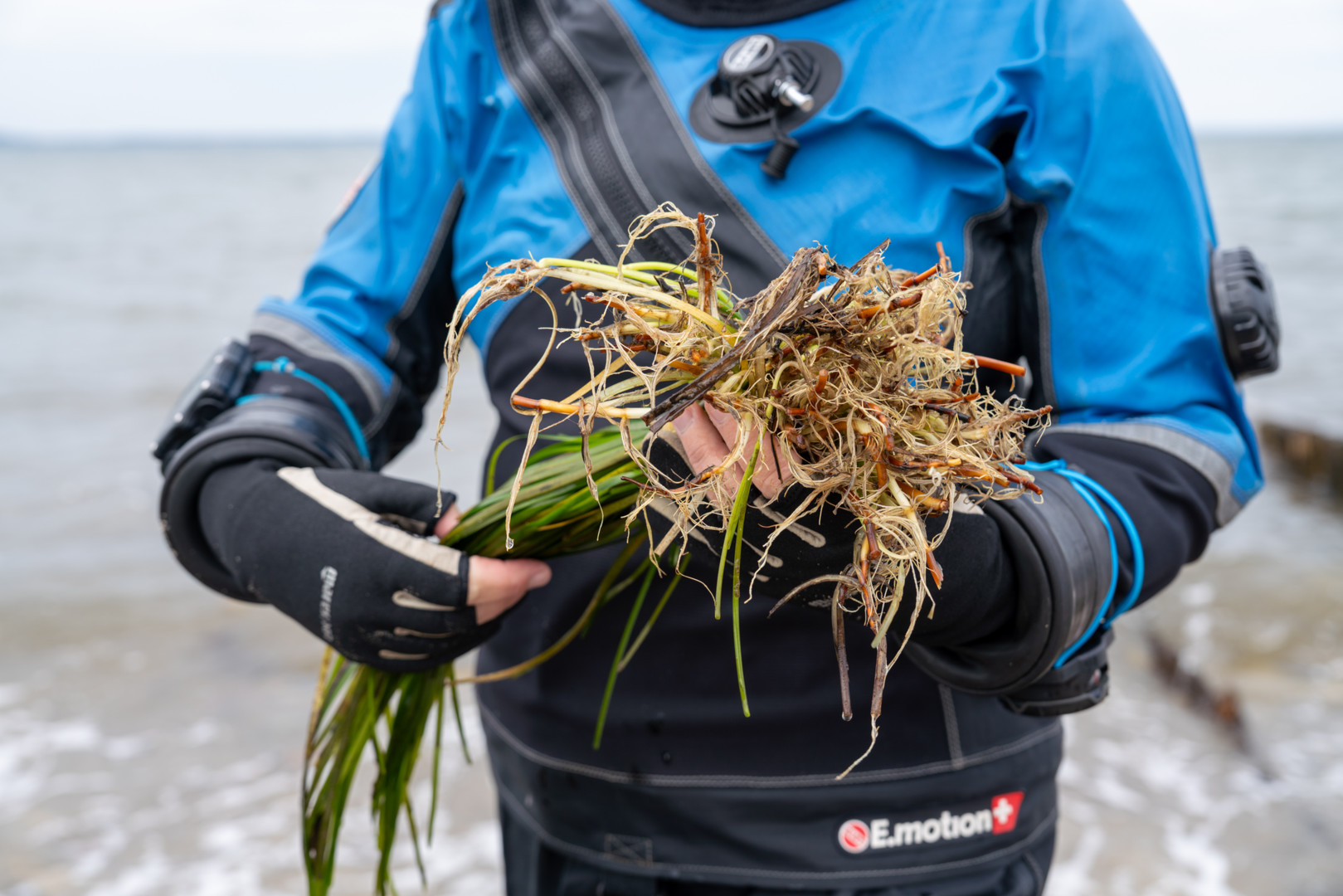 Eine Person hält einen Bund Seegras