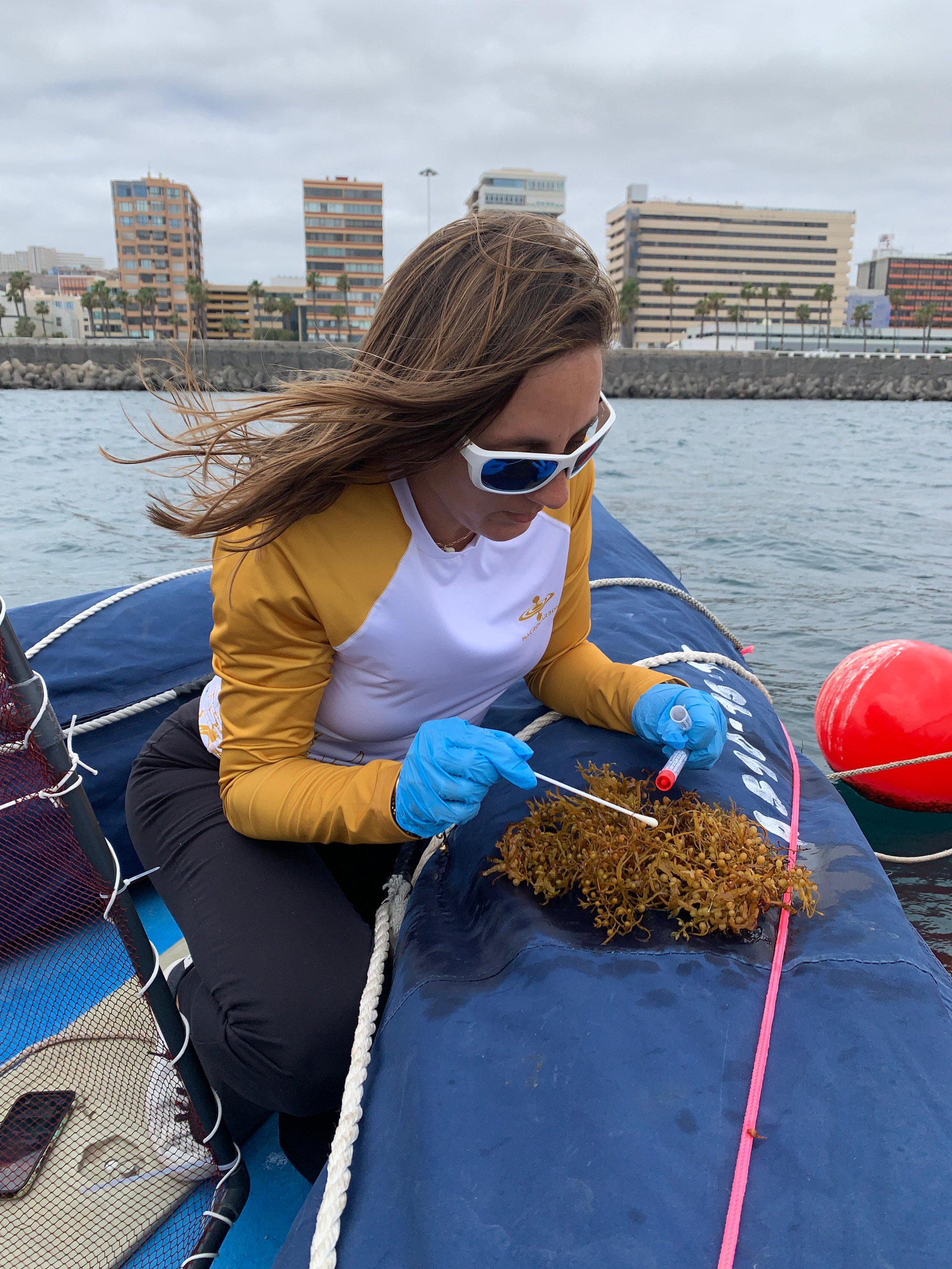 Untersuchungen an einer Makroalge