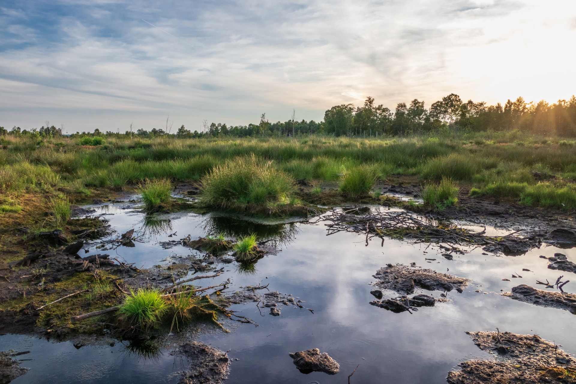 Ein Moor mit grünen Pflanzen, brauner Erde und seichtem Wasser