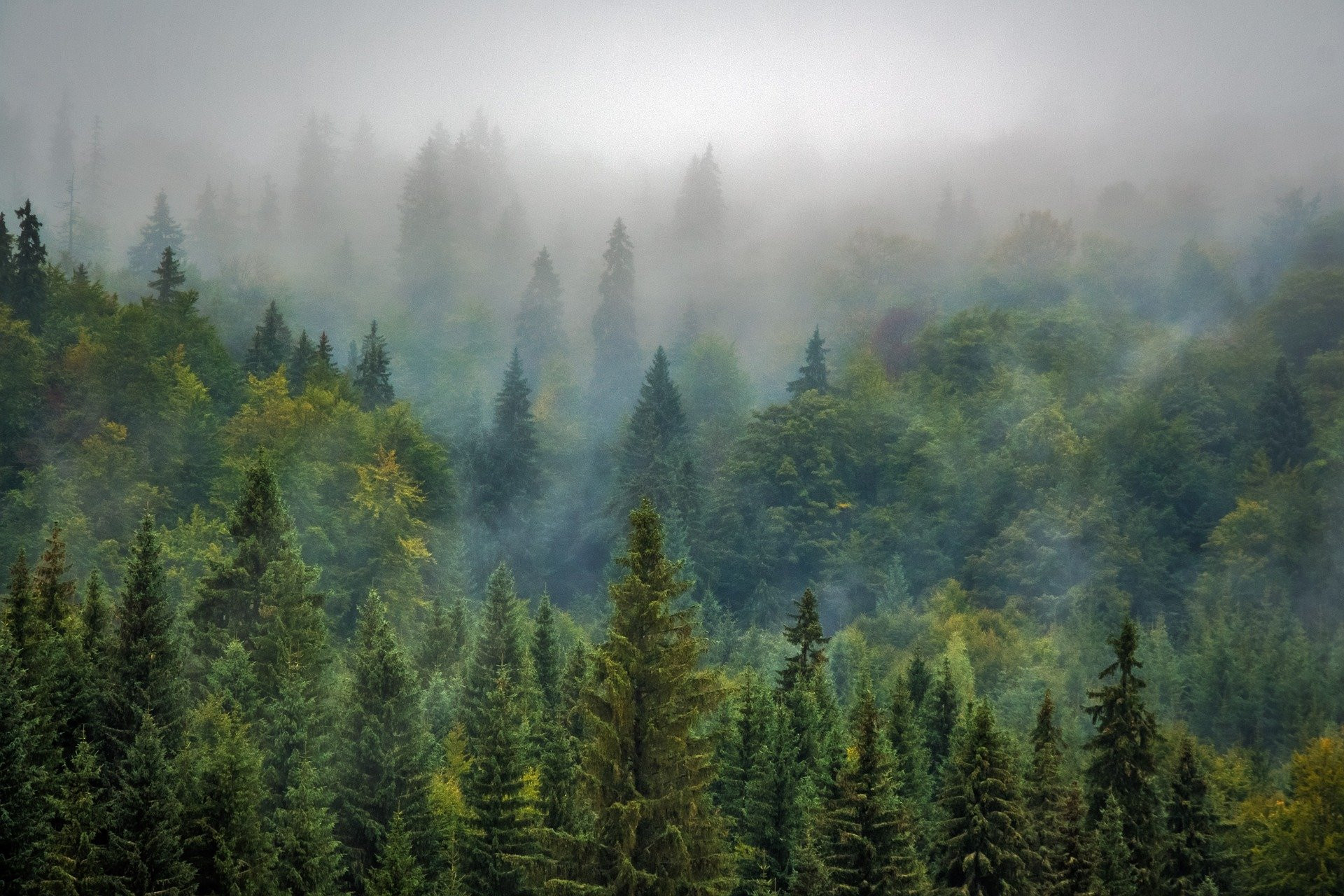 A boreal forest over which low fog is hanging
