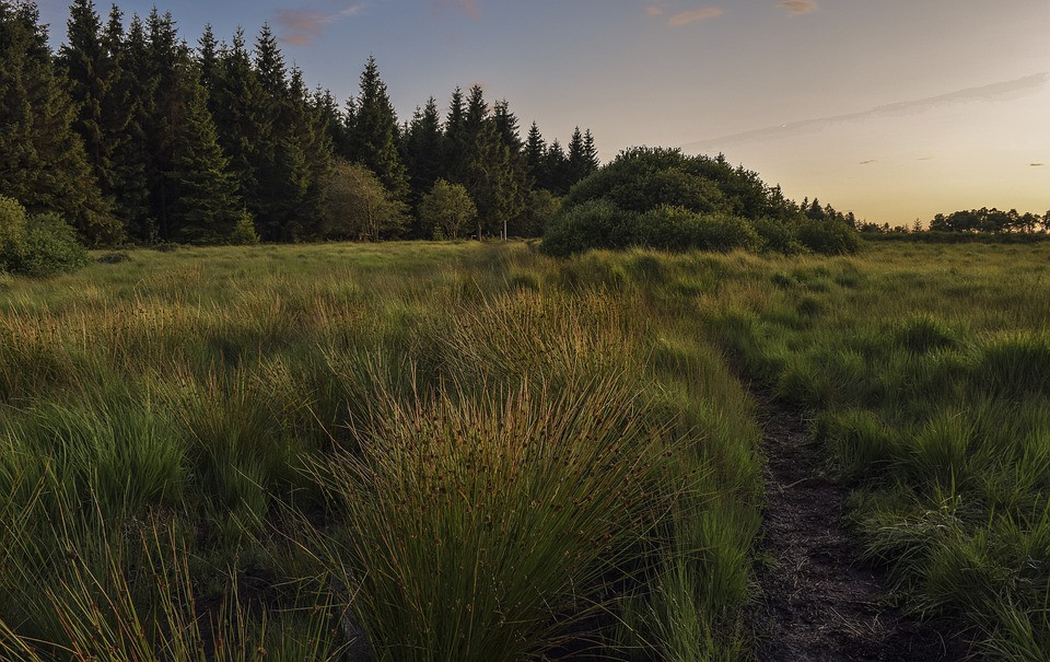 Wiese und Wald im Abendlicht