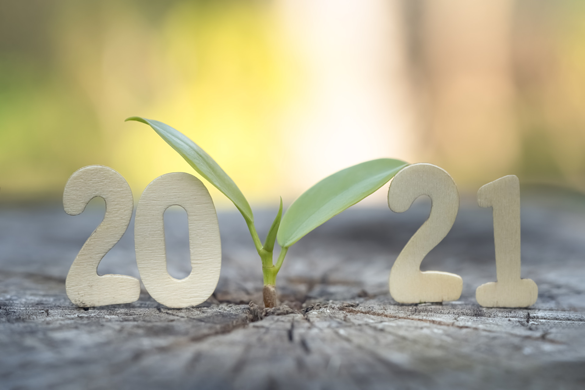 Holzzahlen 2021 mit Pflanze zwischen 20 und 21