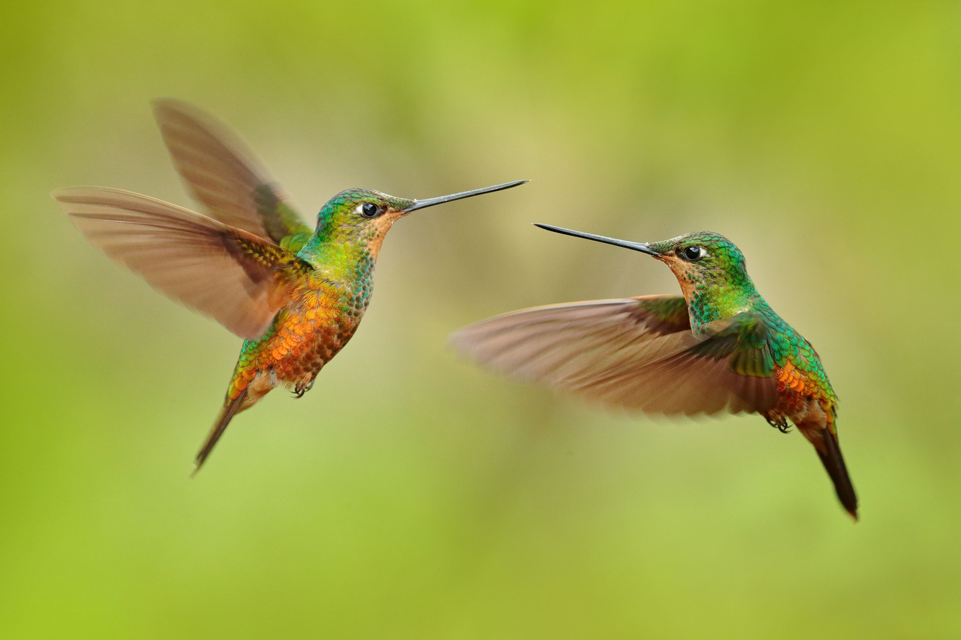 Two colorful hummingbirds in the air