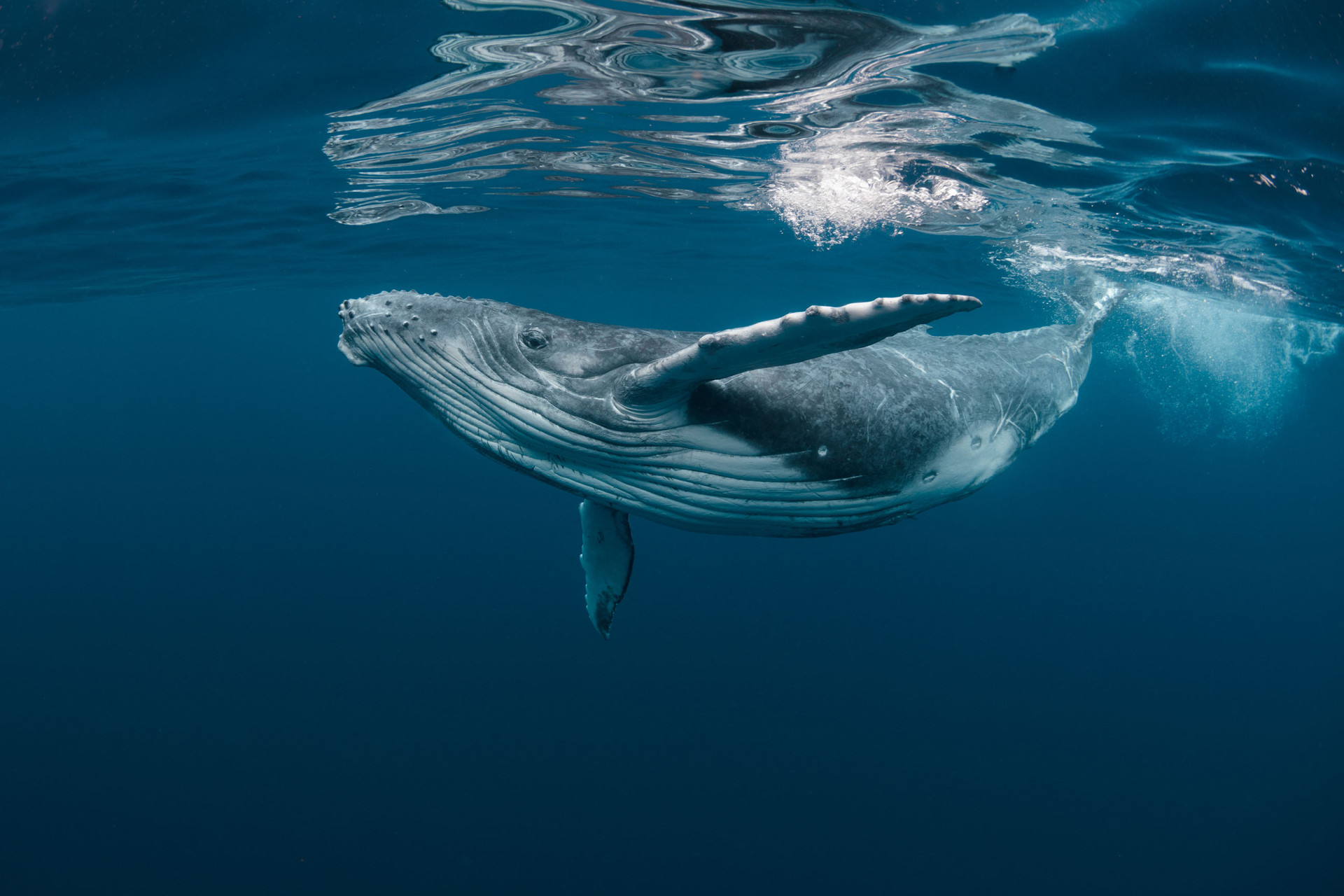 A baby humpback whale swims below the ocean surface