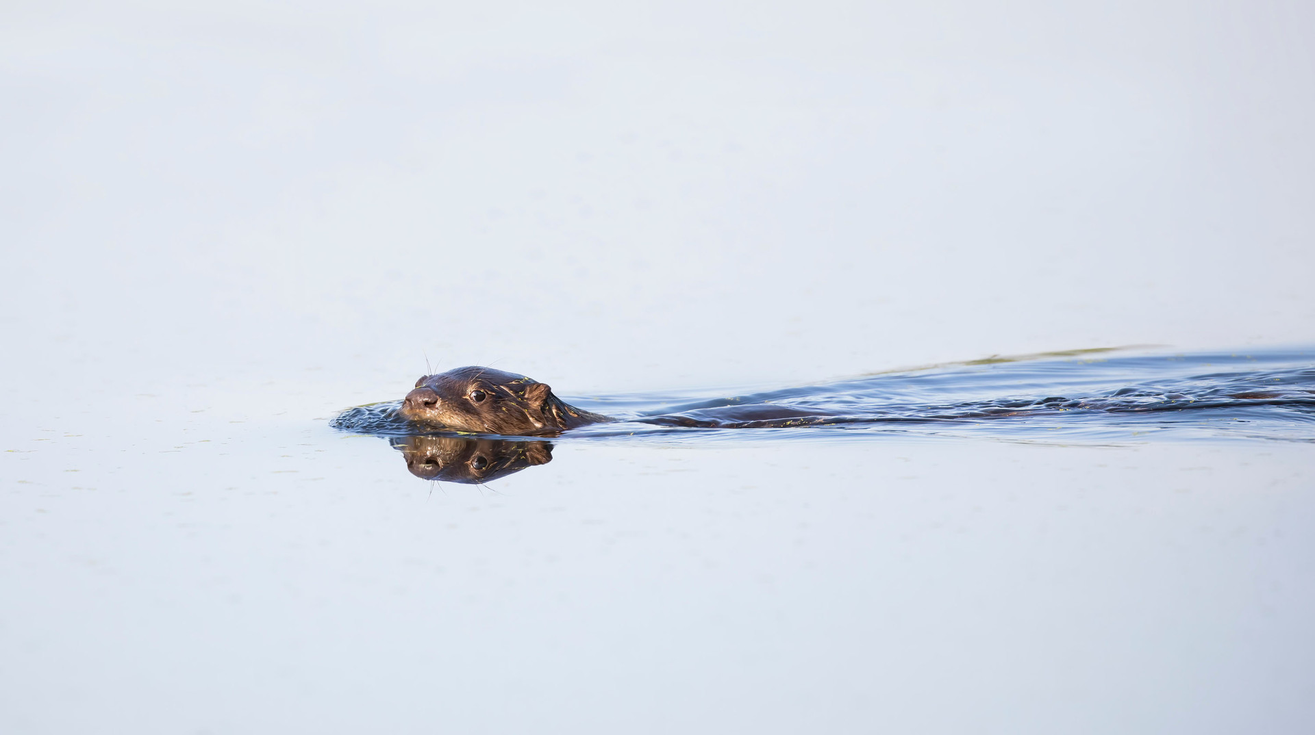 Ein junger Flussotter schwimmt durch einen See in Ottawa, Kanada.