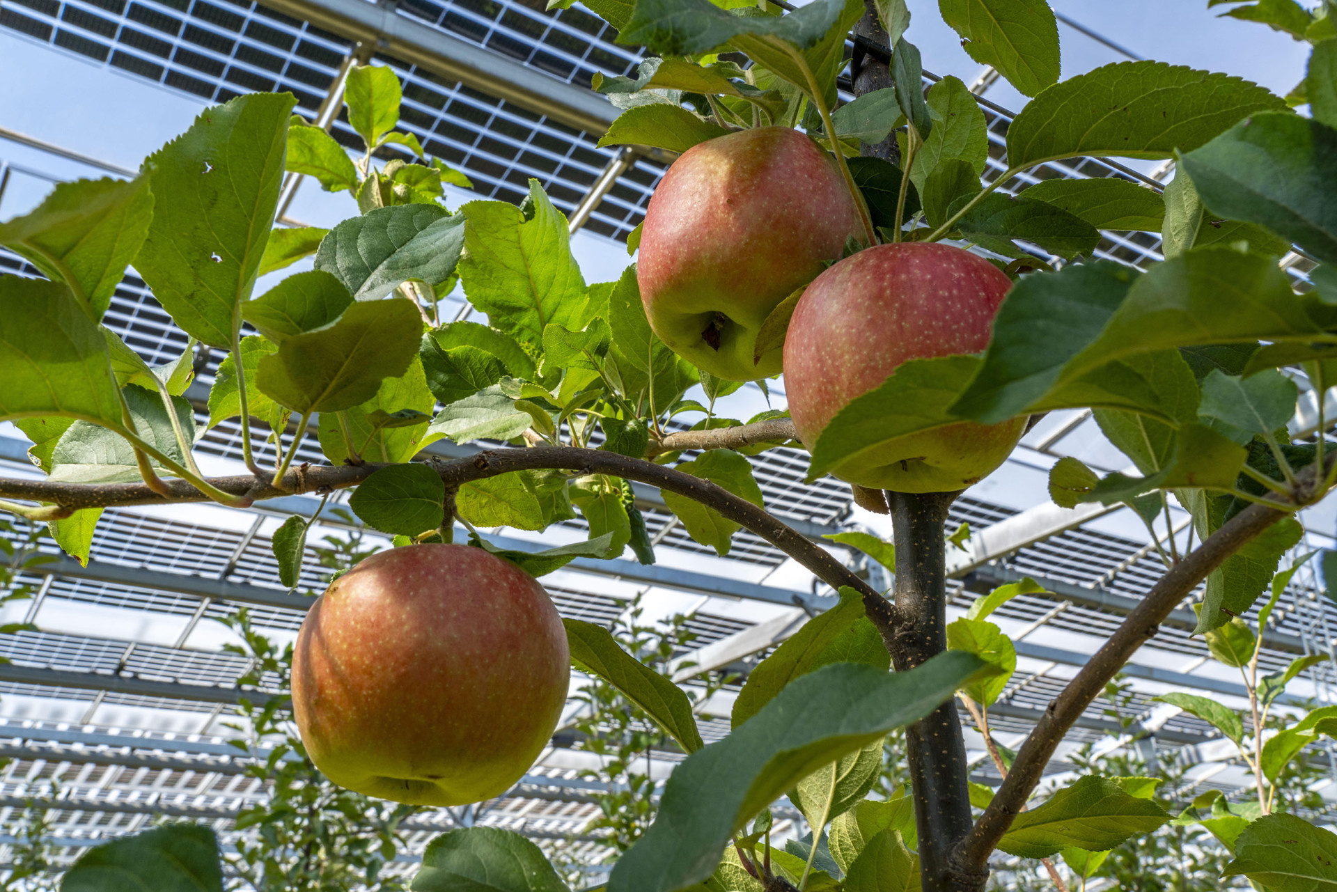 Apfelbäume im Schatten unter Photovoltaikmodulen