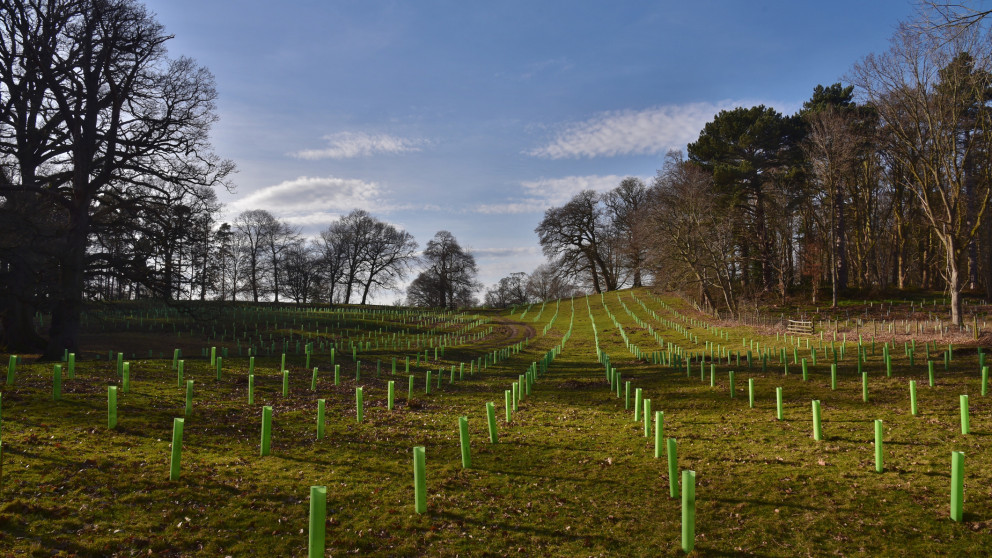Agroforstwirtschaft im englischen Shropshire
