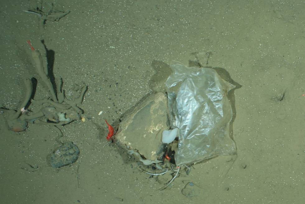 Plastikmüll am Grund der Tiefsee