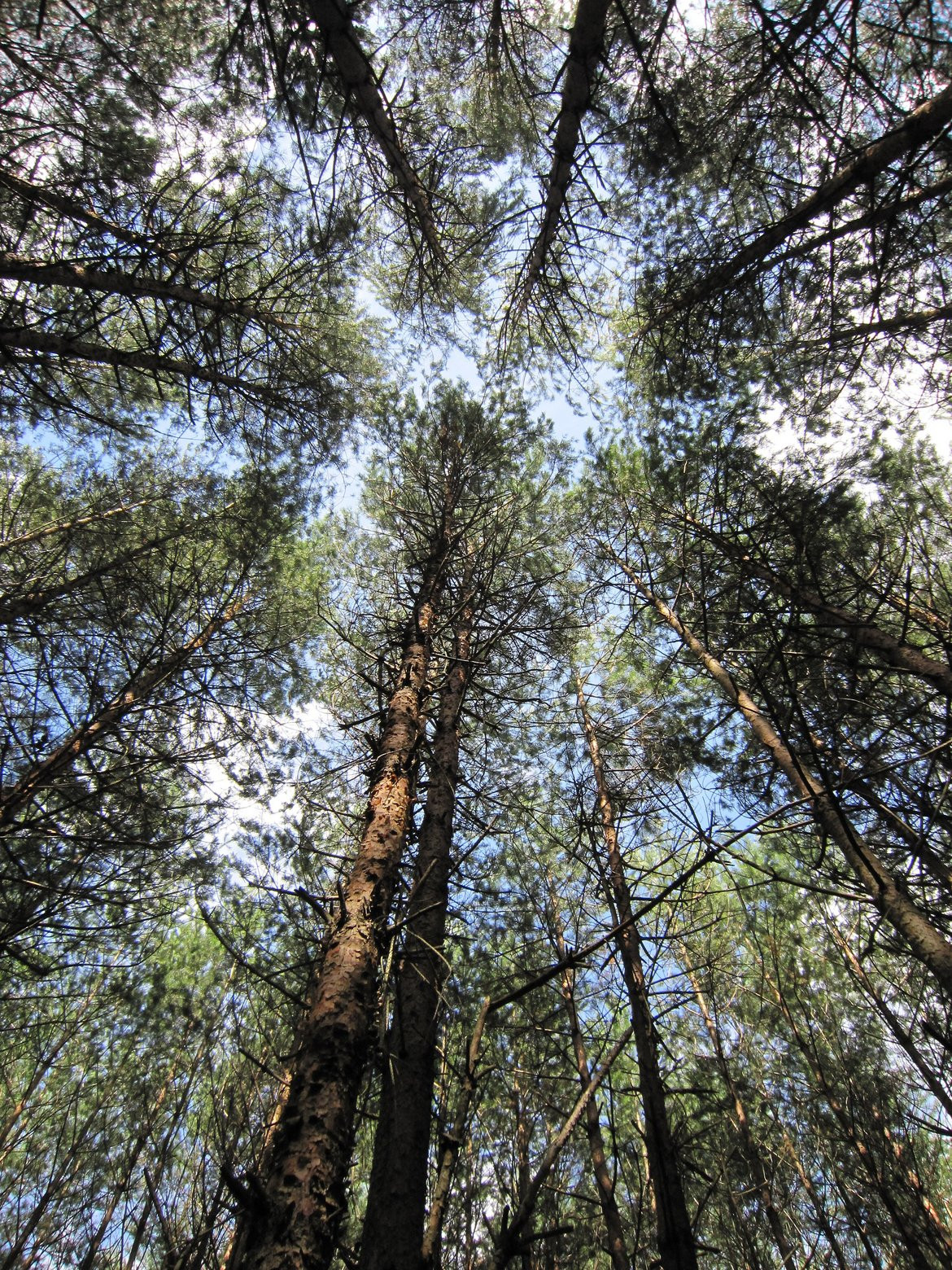 Kiefernwald in der südost-polnischen Woiwodschaft Karpatenvorland
