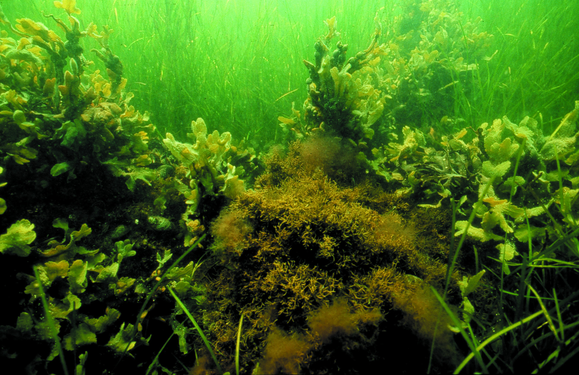 Brown algae, red algae and sea grass in the Baltic Sea