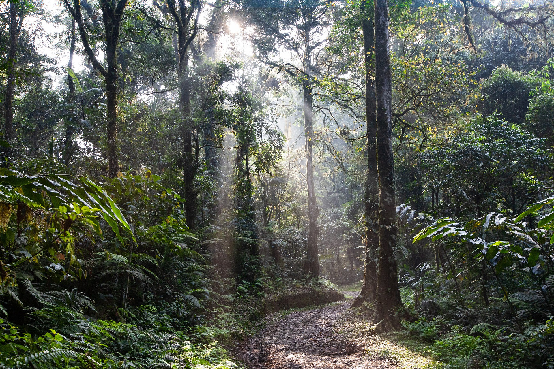 Licht fällt in Wald