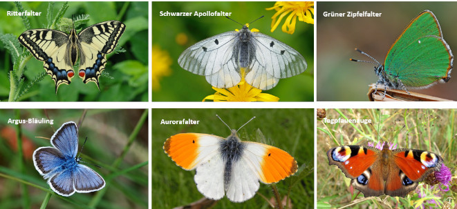 Sechs verschiedene Schmetterlinge. Alle haben ein anderes Aussehen.