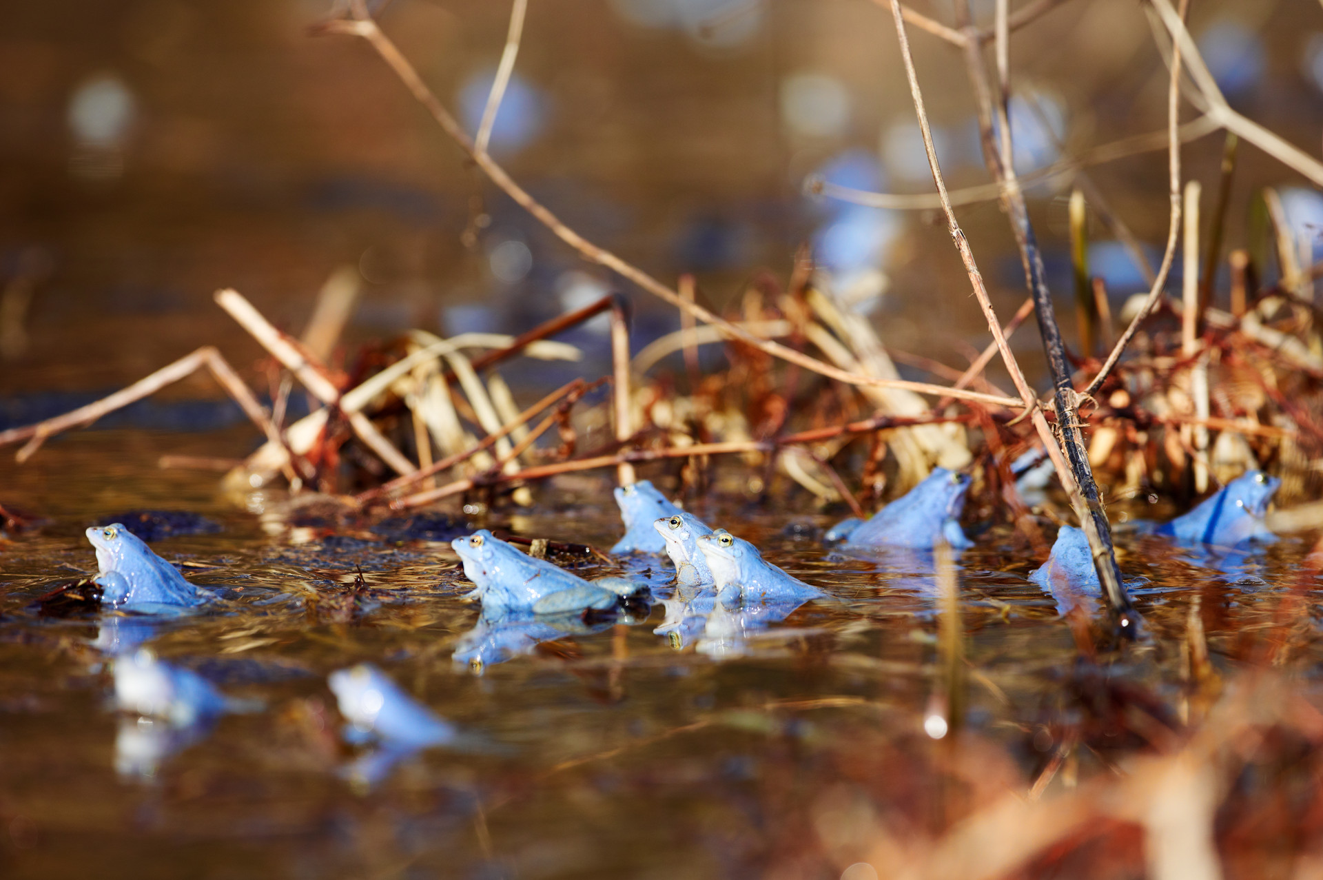 Blaue Frösche in einem Moor mit kleinen Ästen.