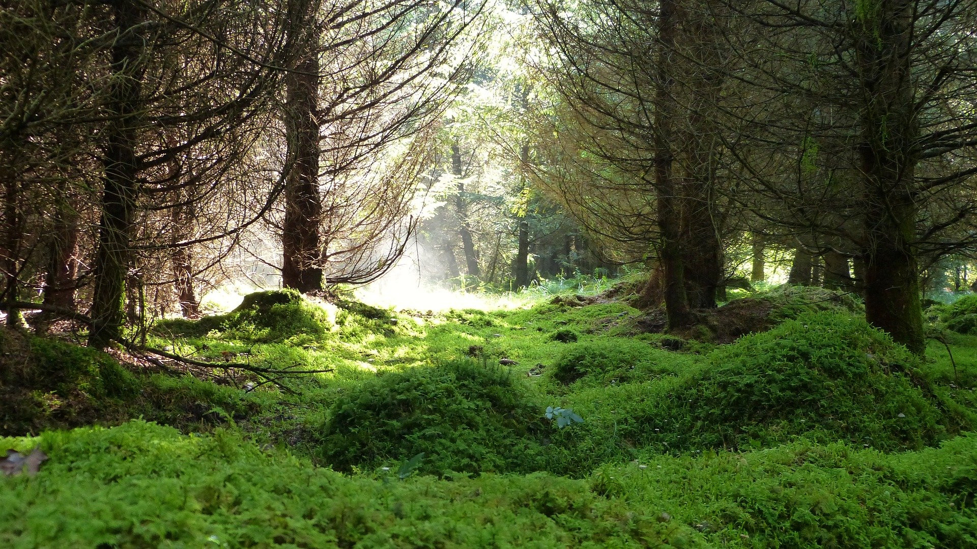 Naturwald in der Sonne