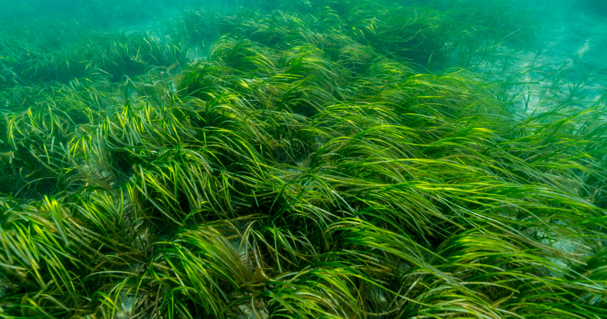 How Seagrass Can Protect the Ocean — Sea Going Green