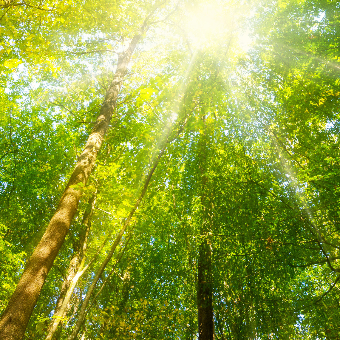 Wald