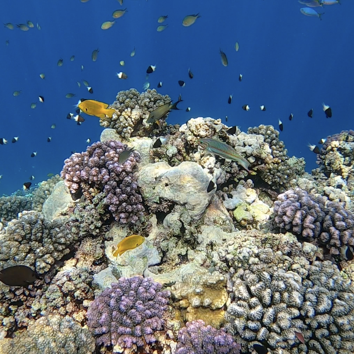 The corals in the Red Sea