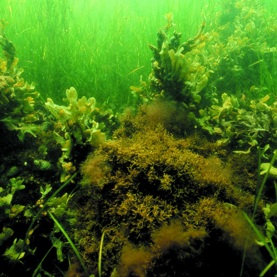 Brown algae, red algae and sea grass in the Baltic Sea