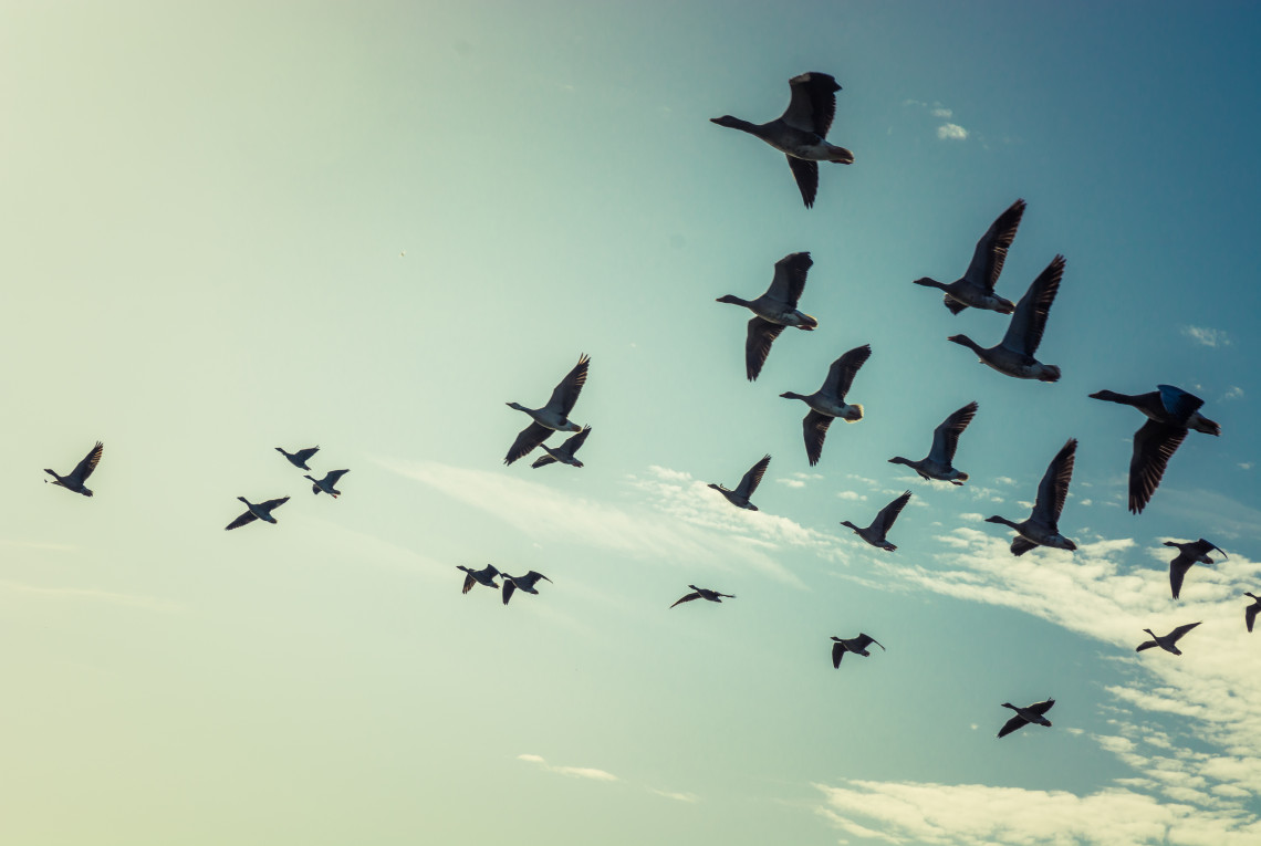 Zugvögel fliegen im Schwarm am Himmel