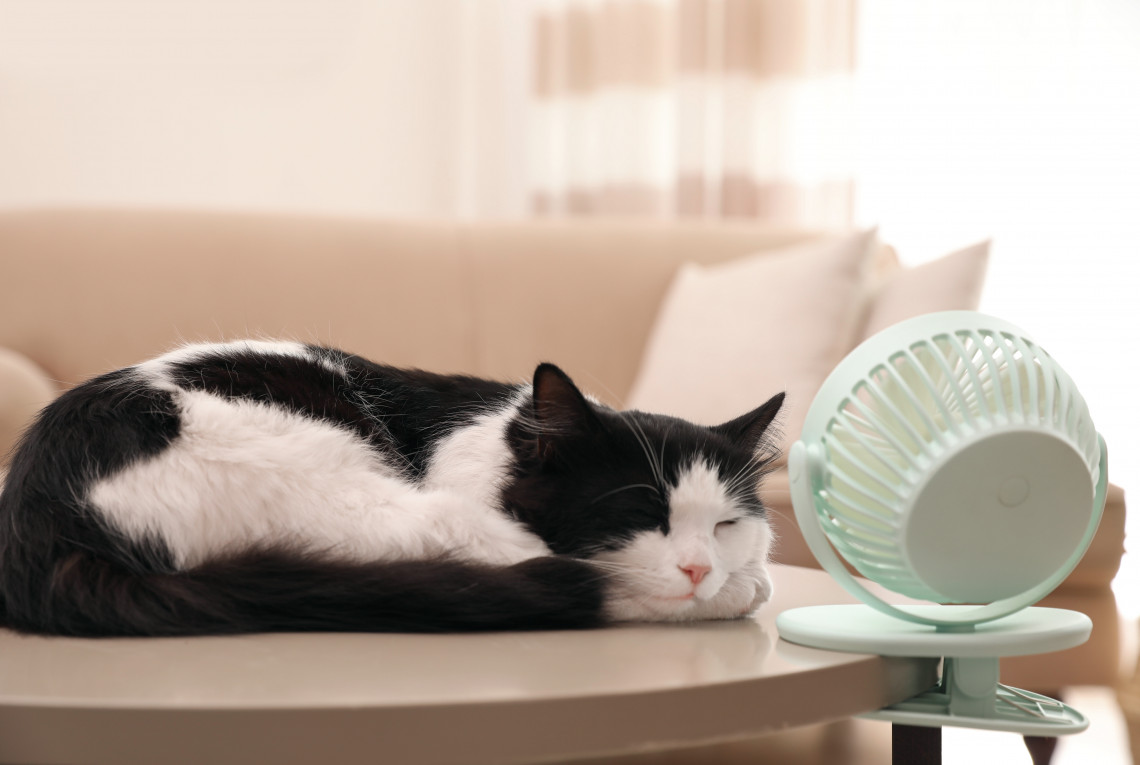A cat lies on a sofa and is sleeping. In front of her on the table is a small fan.