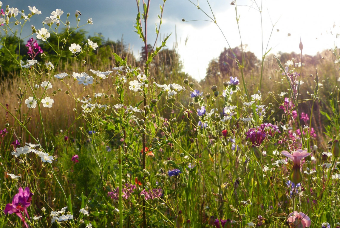 Viele bunten Wildblumen stehen auf einer Wiese